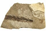 Fossil Leaf (Metasequoia sp) - McAbee, BC #226134-1